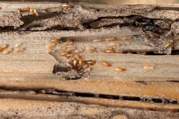 Best Local Pest Control Services  in Lake Bluff, IL
